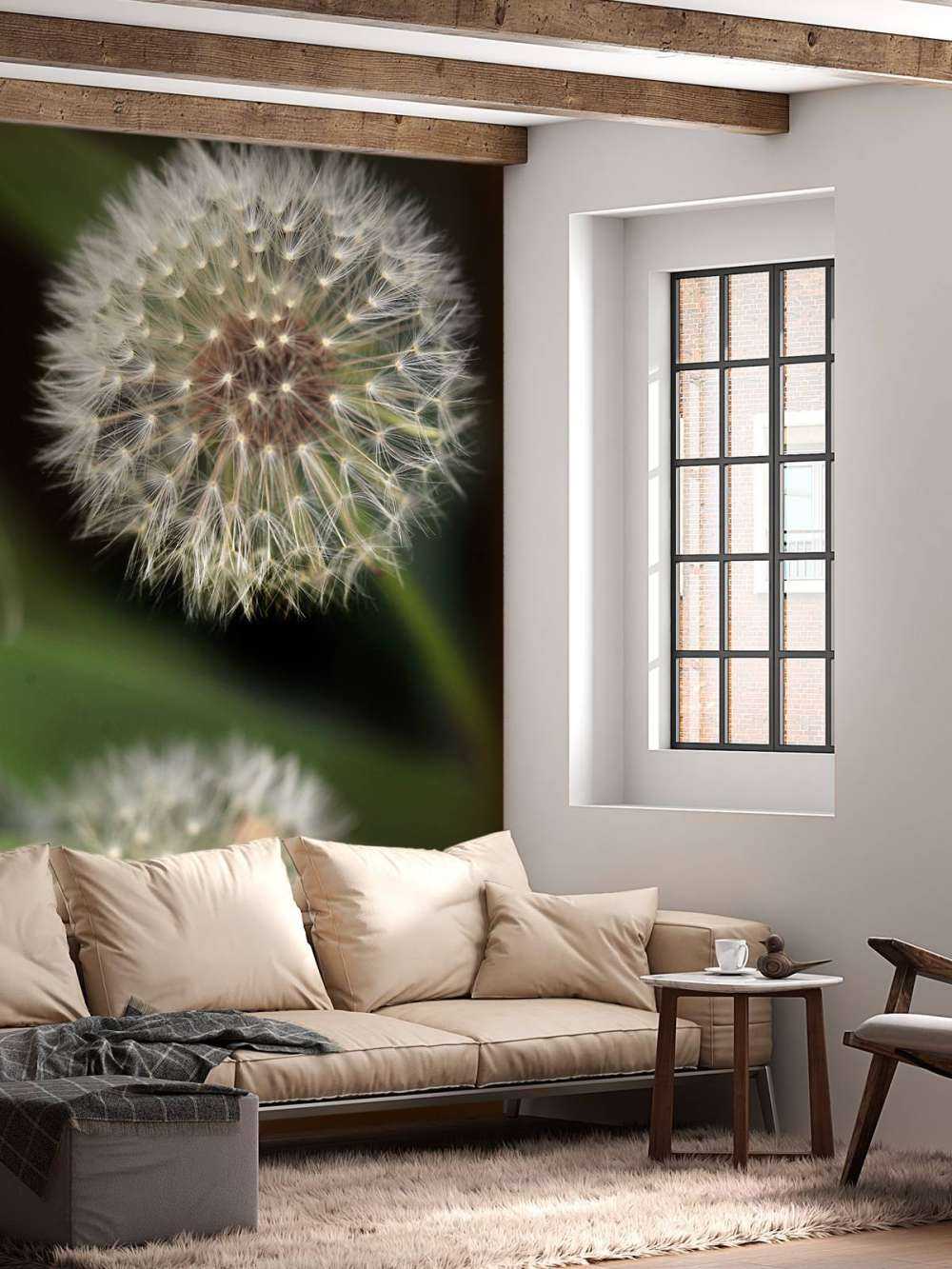 Denti di leone ravvicinati