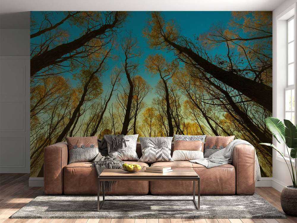 L'alba tra alberi ad alto fusto