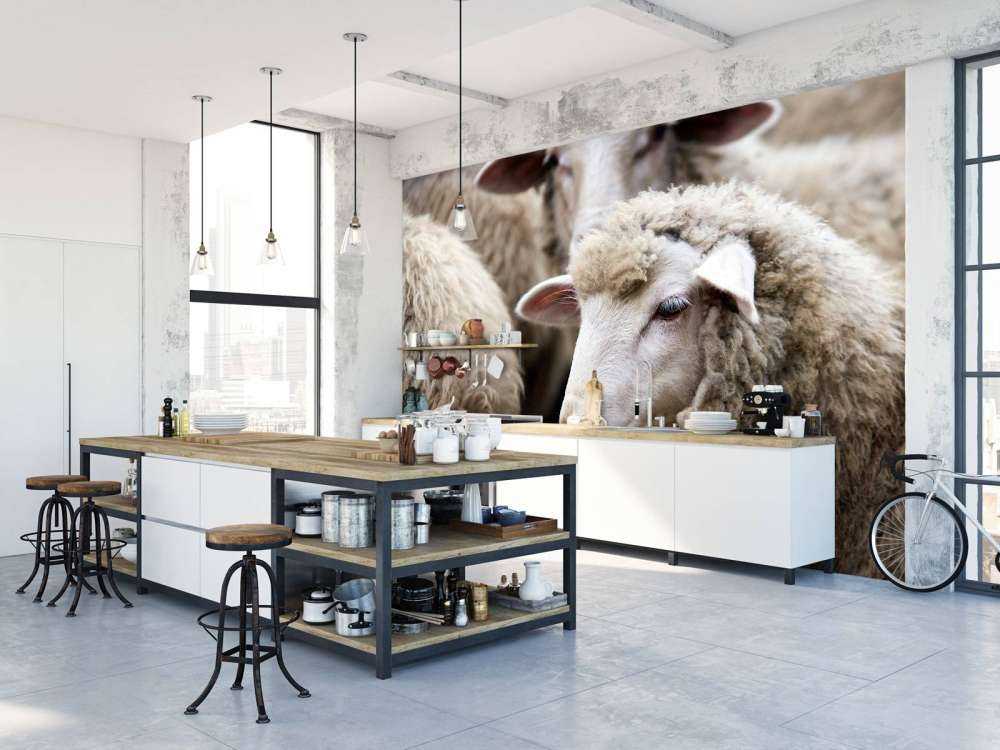 Pecora in primo piano