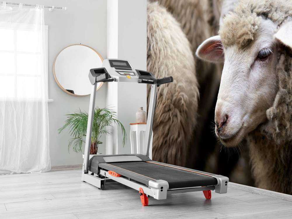 Pecora in primo piano