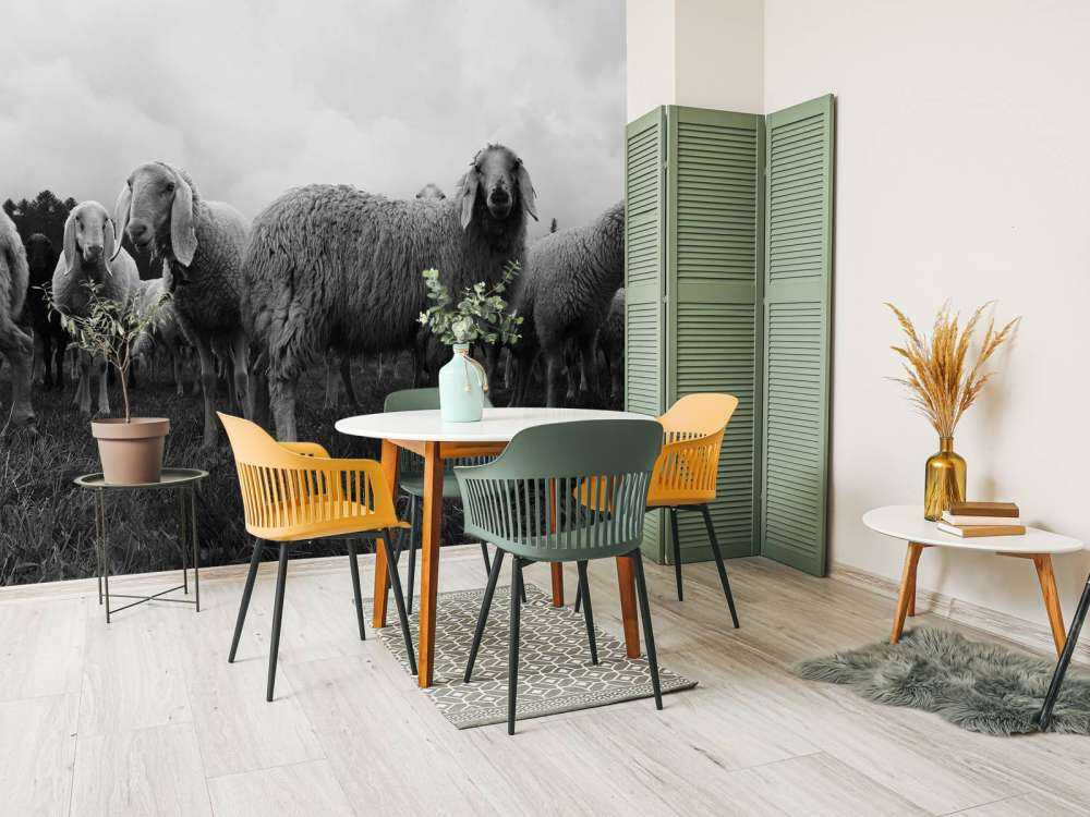 Gregge di pecore in bianco e nero