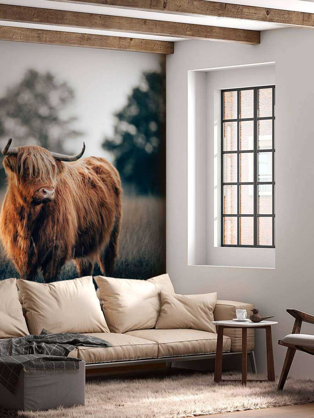 Ritratto di bovini delle Highland