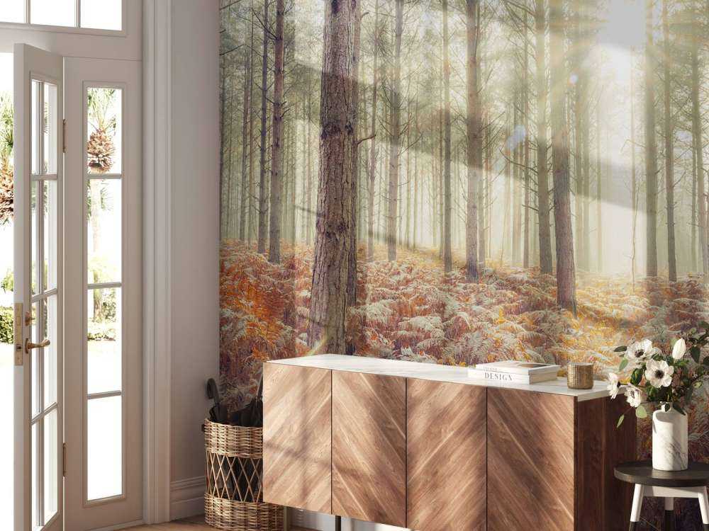 Raggi di sole attraverso gli alberi freddi