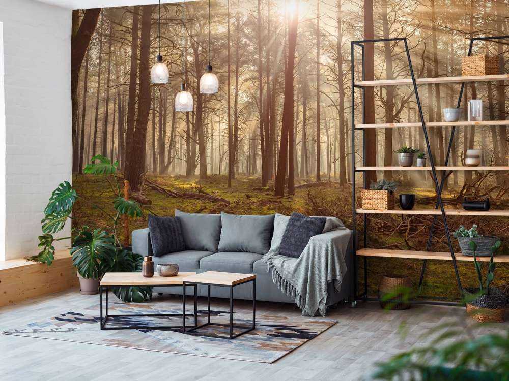 Foresta con alberi ad alto fusto