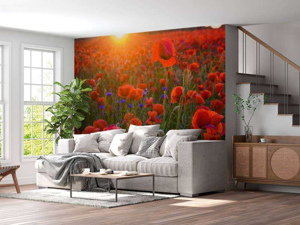 Papaveri con il sole nascente