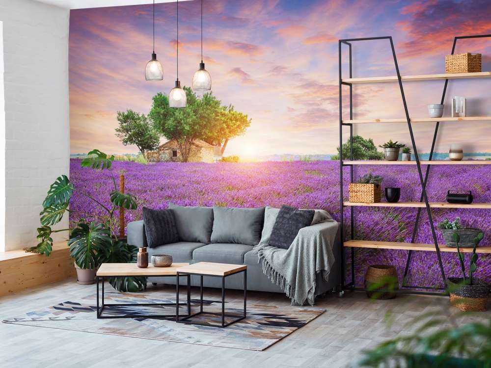 Campo di lavanda all'alba