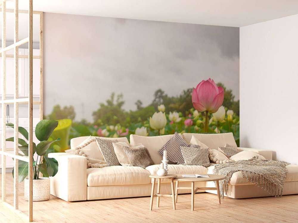 Fiori di loto rosa e bianchi