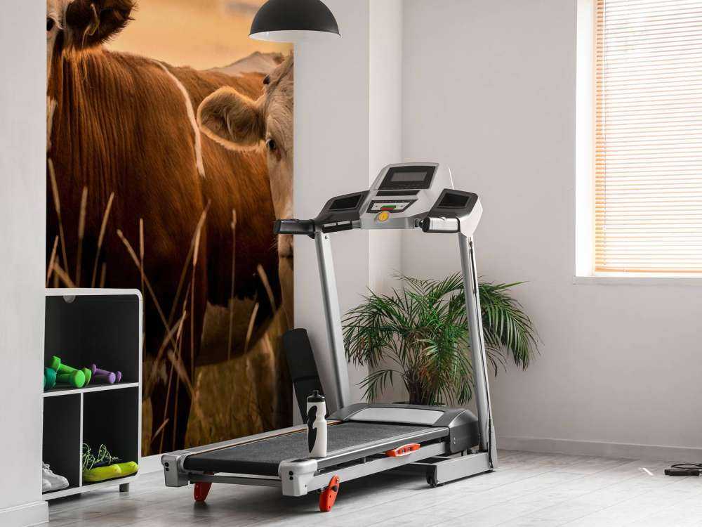 Mucche al sole della sera