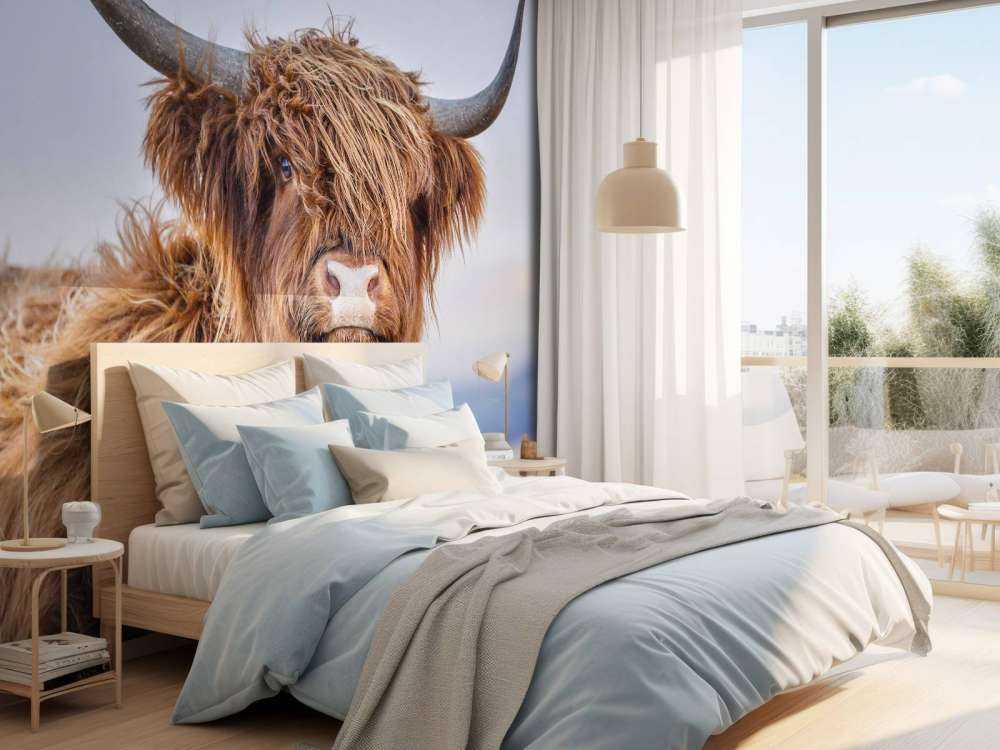 Staring Highlander scozzese