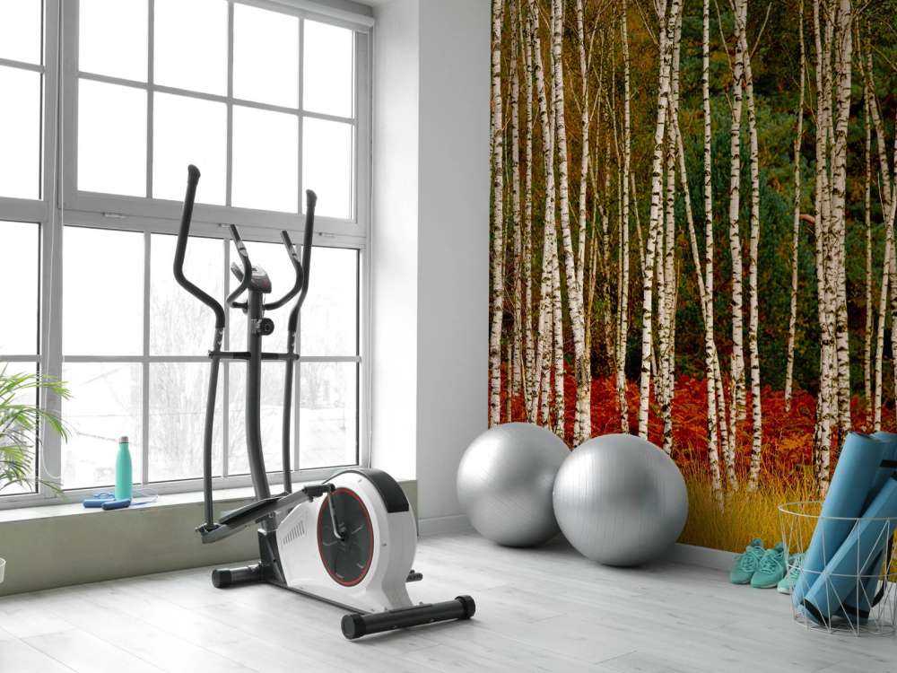 Betulle ai margini della foresta