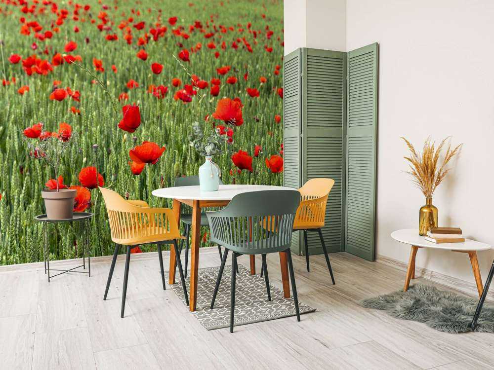 Campo di papaveri rossi