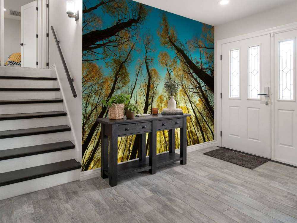 L'alba tra alberi ad alto fusto