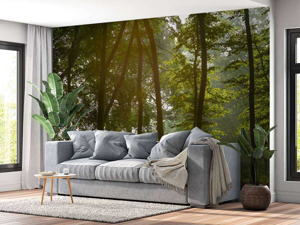 Foresta al sole del mattino