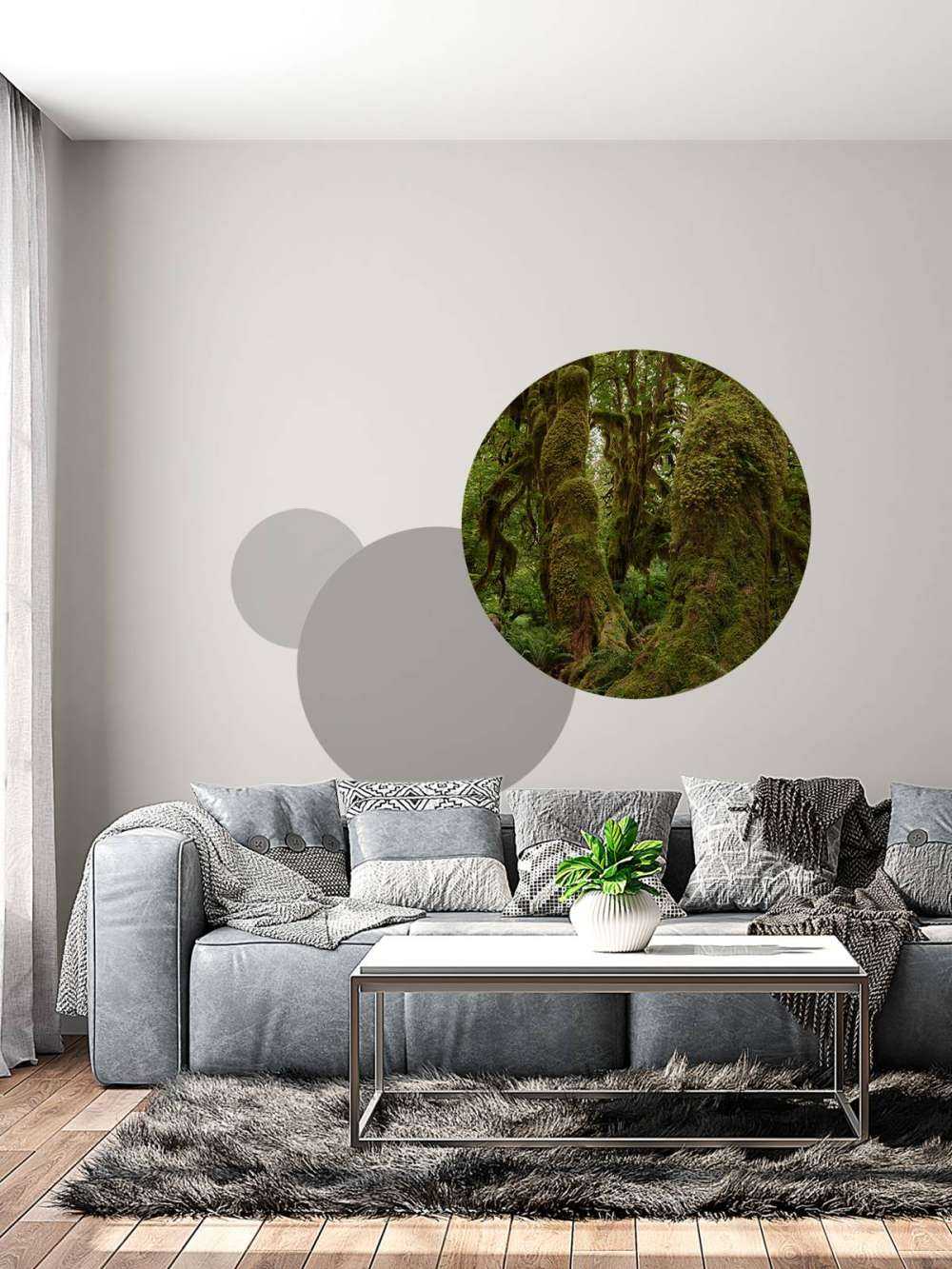 Alberi in una foresta pluviale