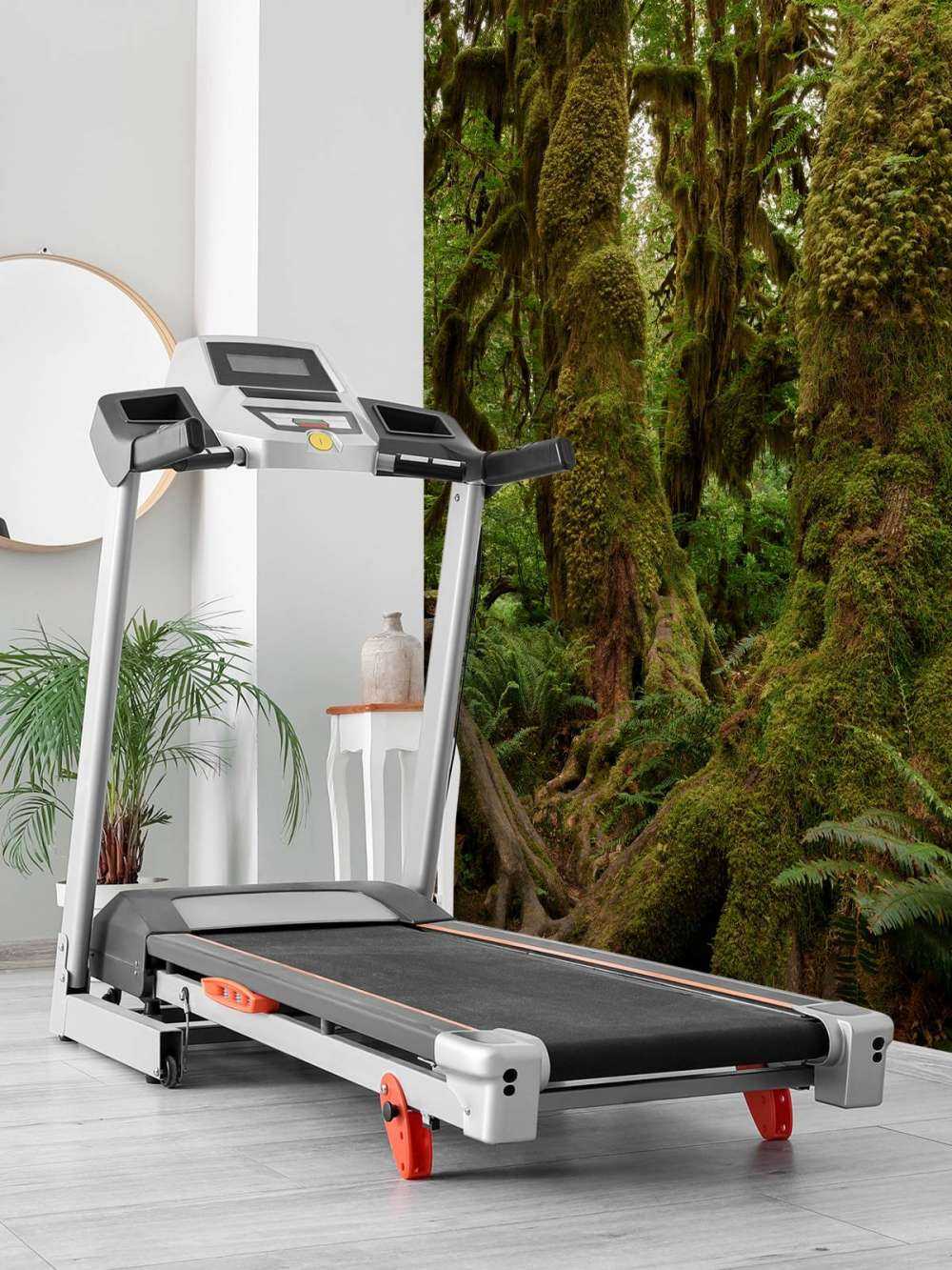 Alberi in una foresta pluviale