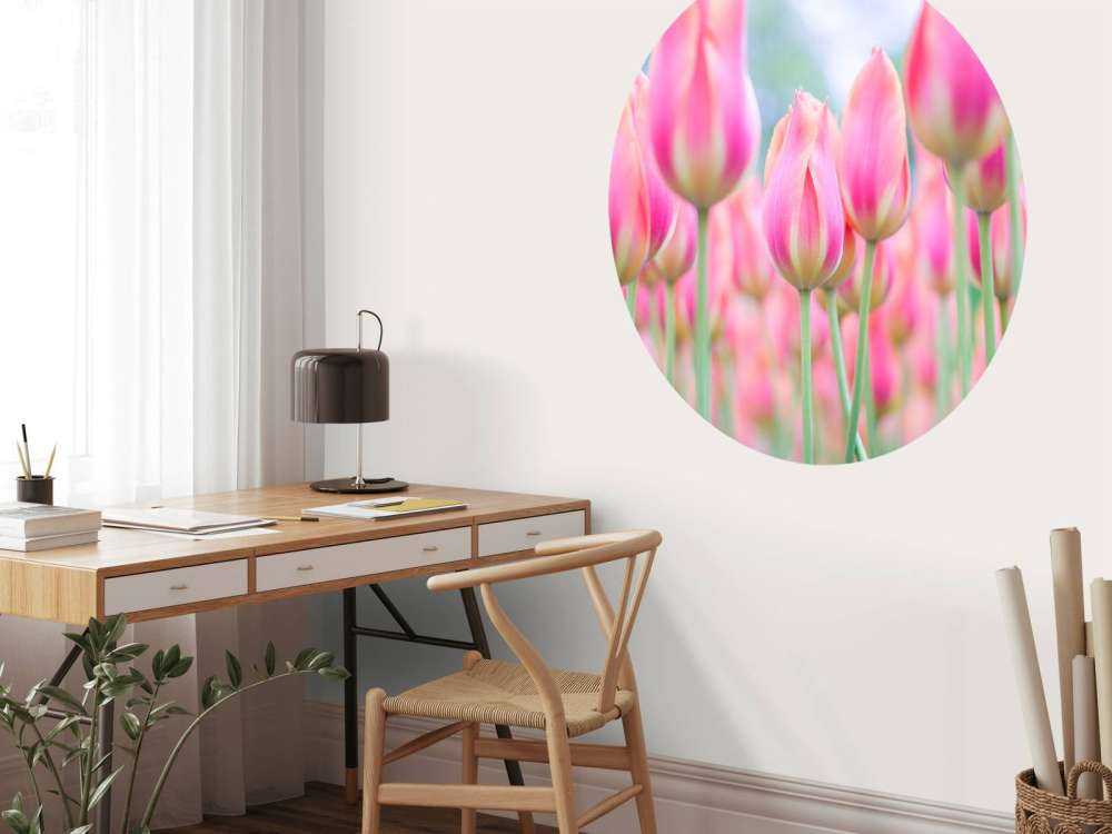 Tulipani rosa ravvicinati