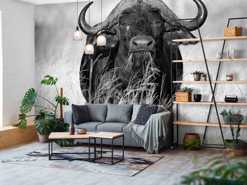 Bufalo in bianco e nero