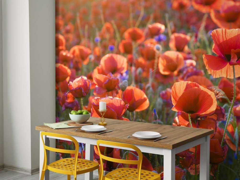 Papaveri alla luce della sera