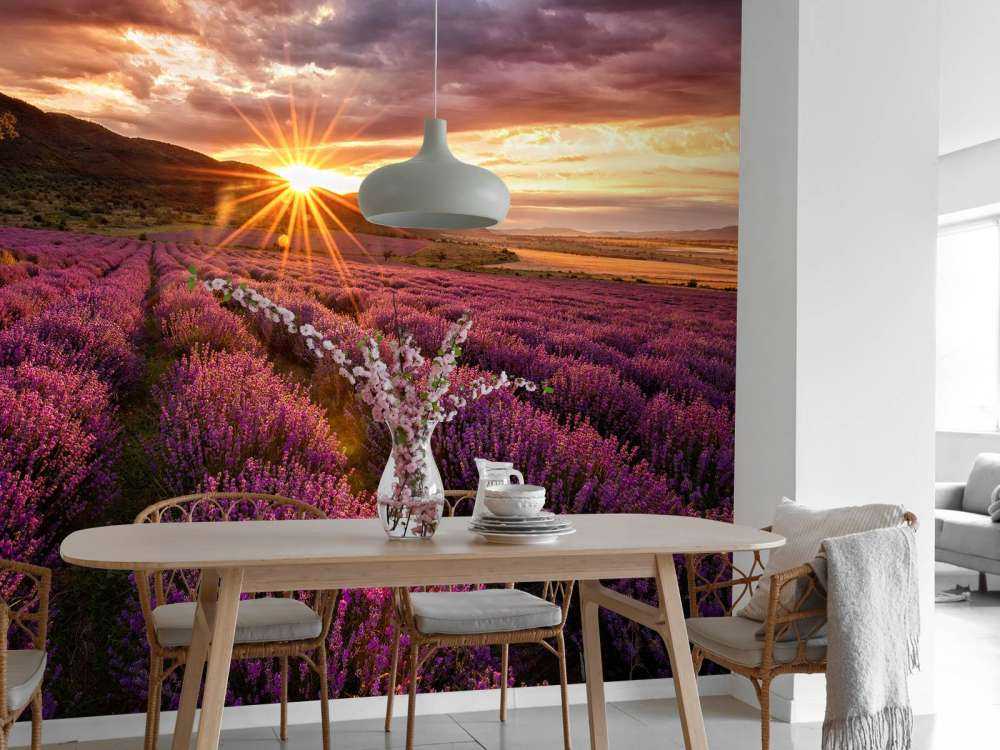 Lavanda sotto il sole