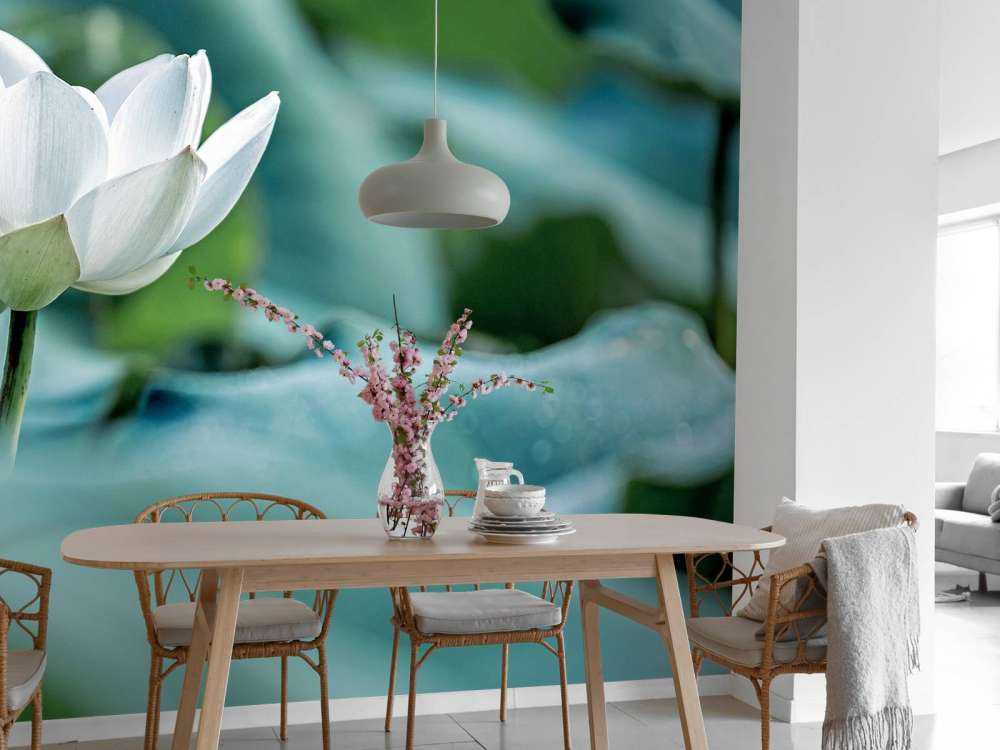 Fiore di loto bianco