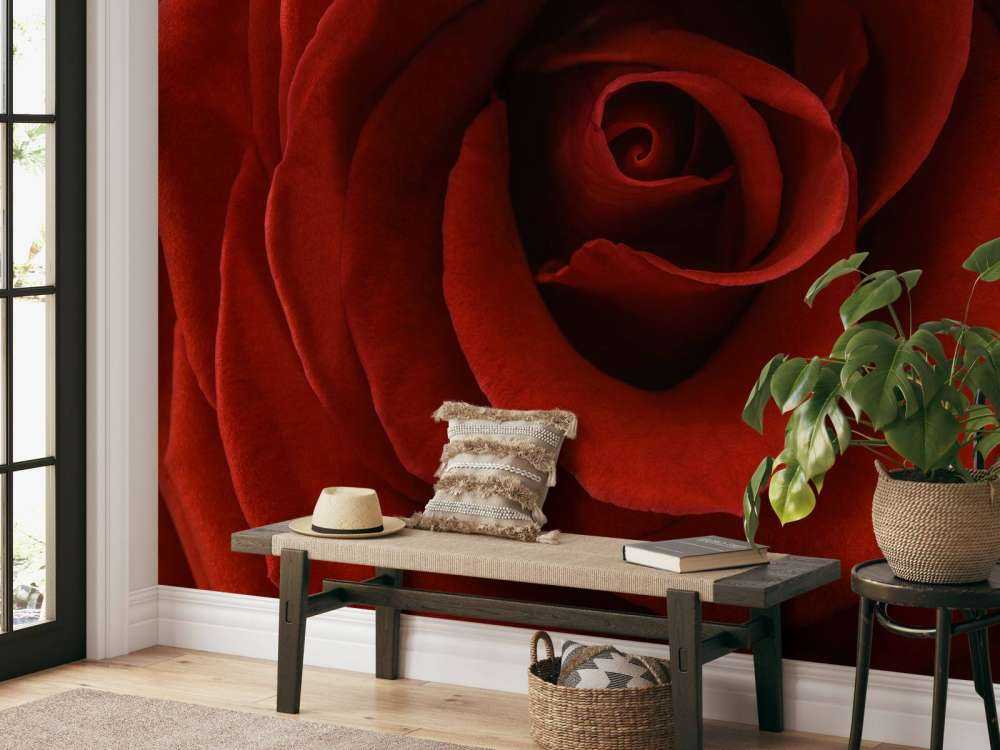 Rosa rossa da vicino