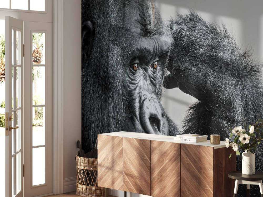 Gorilla bianco e nero