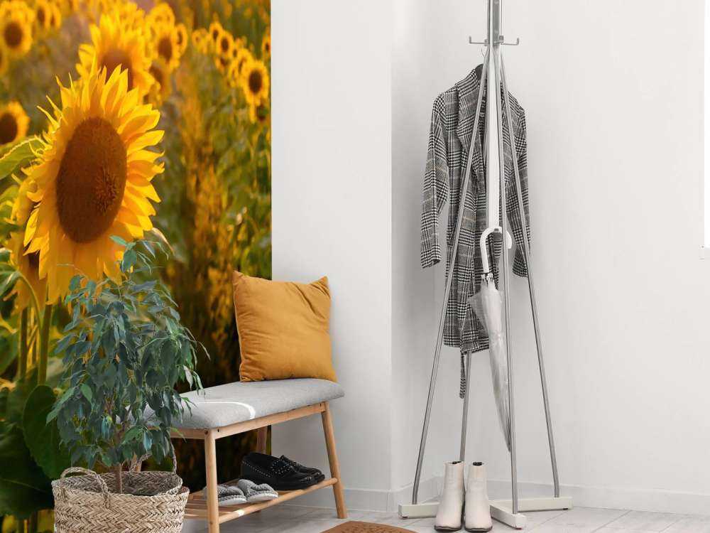 Fattoria dei girasoli