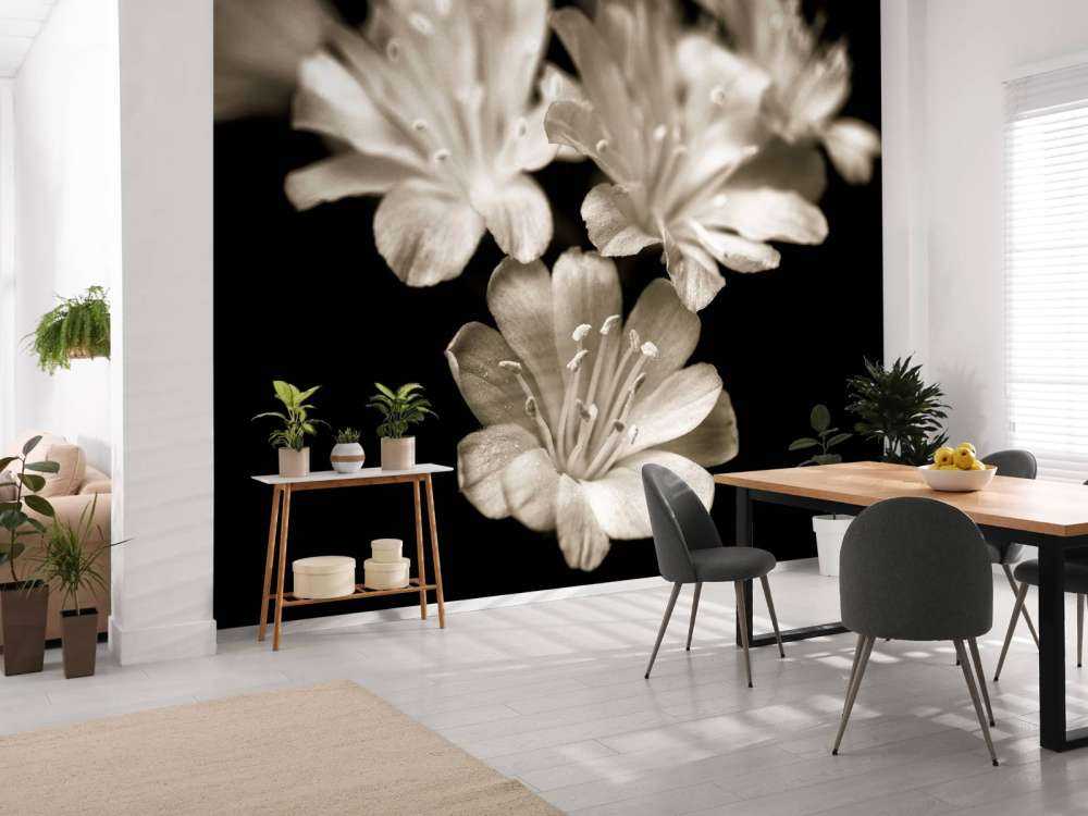 Primo piano del fiore di Lewisia