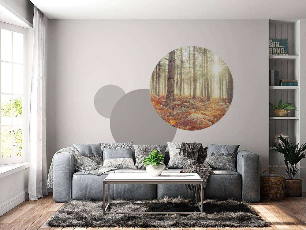 Raggi di sole attraverso gli alberi freddi