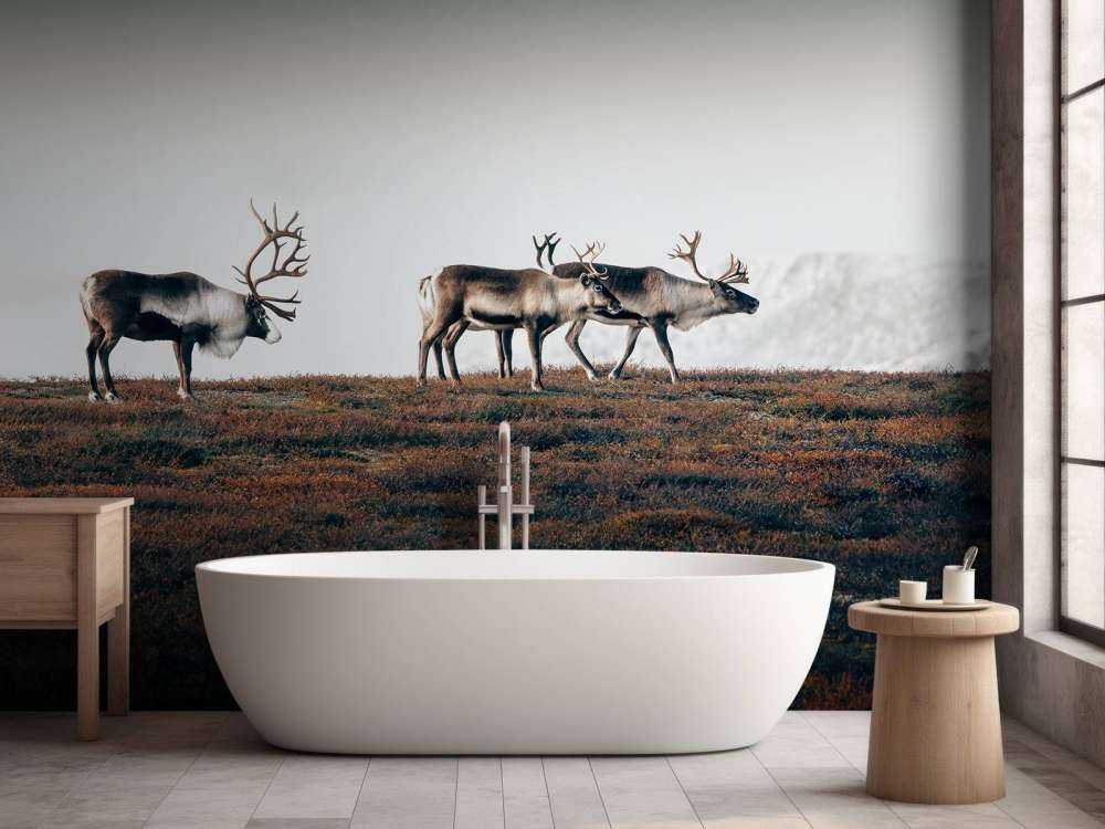 Gruppo di renne nel nord Europa