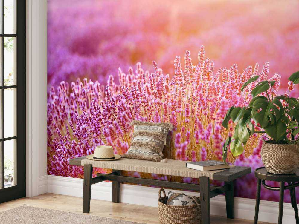 Fiori di lavanda ravvicinati