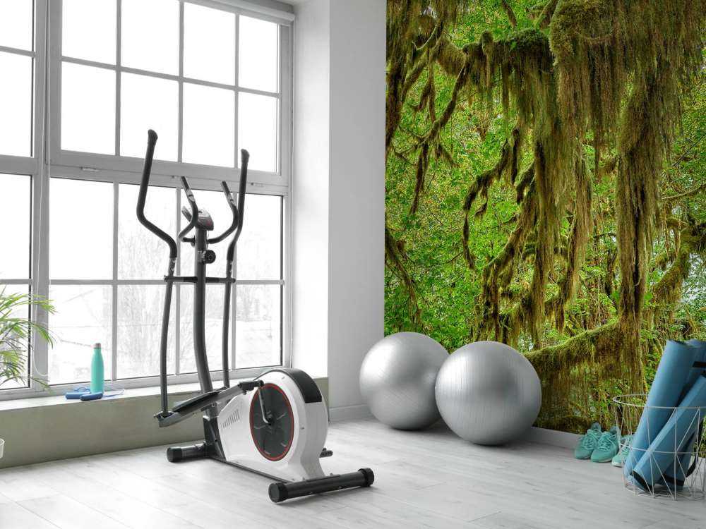 Muschio sui rami degli alberi