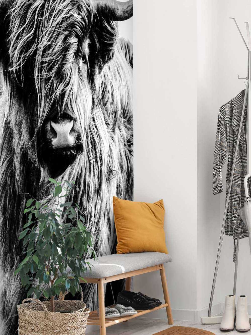 Highlander scozzese in bianco e nero