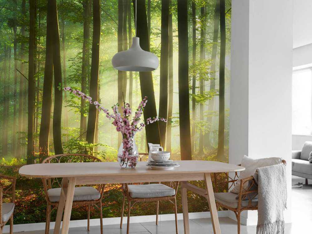 Il sole del mattino tra gli alberi