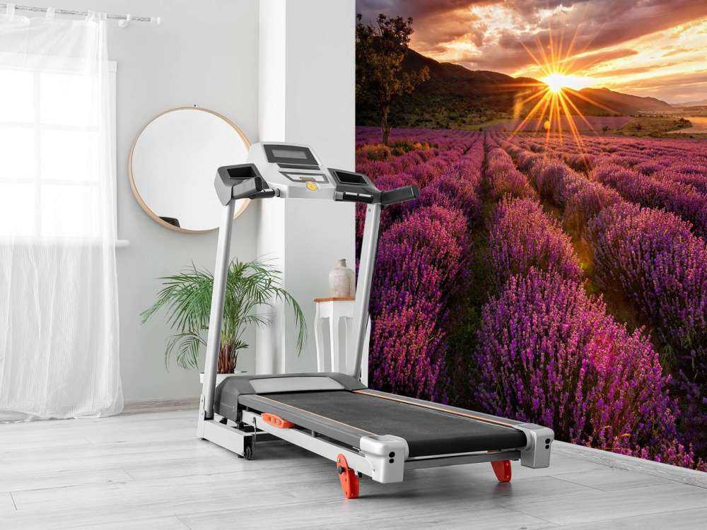 Lavanda sotto il sole