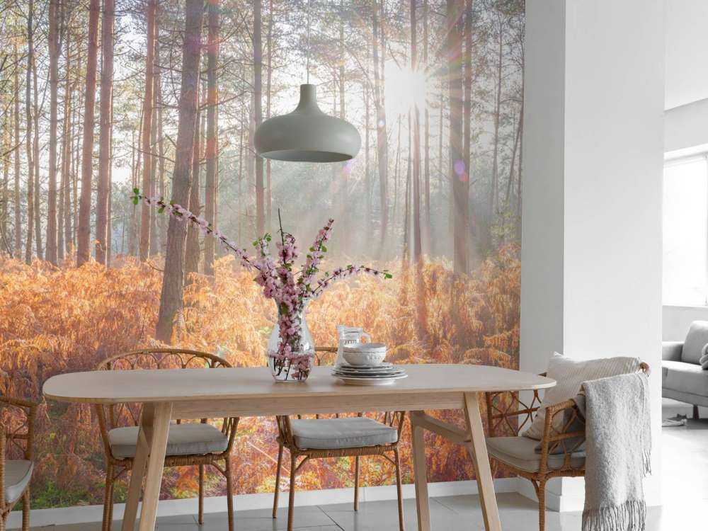 Raggi di sole attraverso la foresta