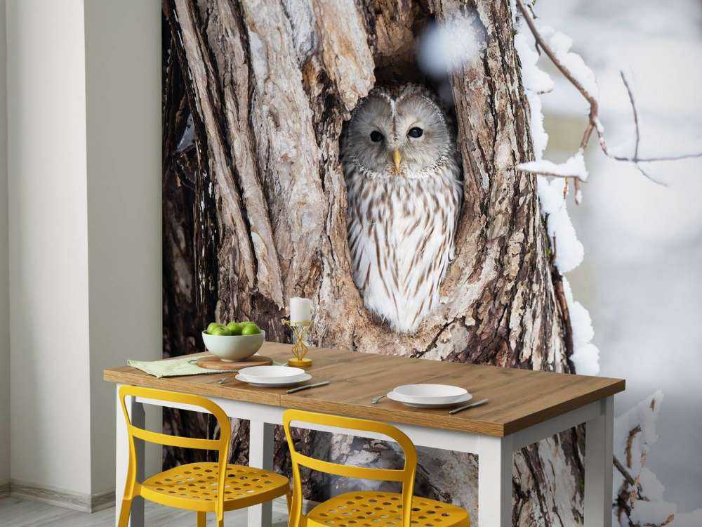 Gufo bianco in un albero cavo