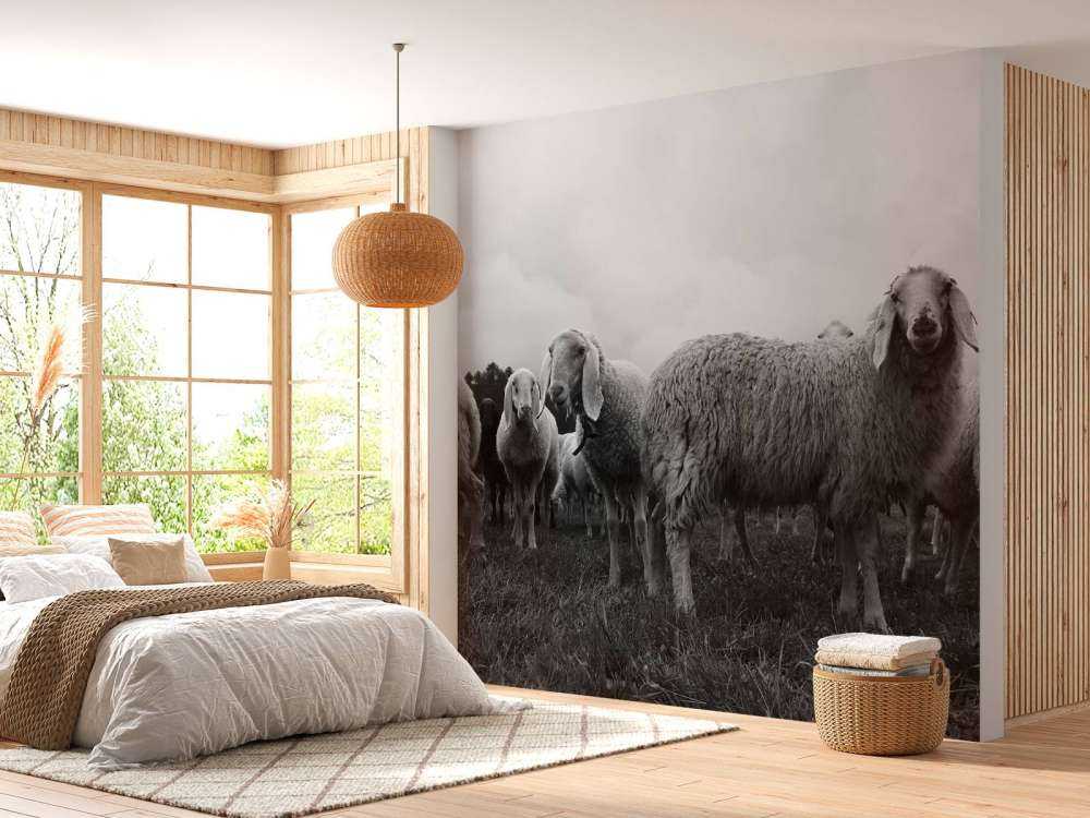 Gregge di pecore in bianco e nero