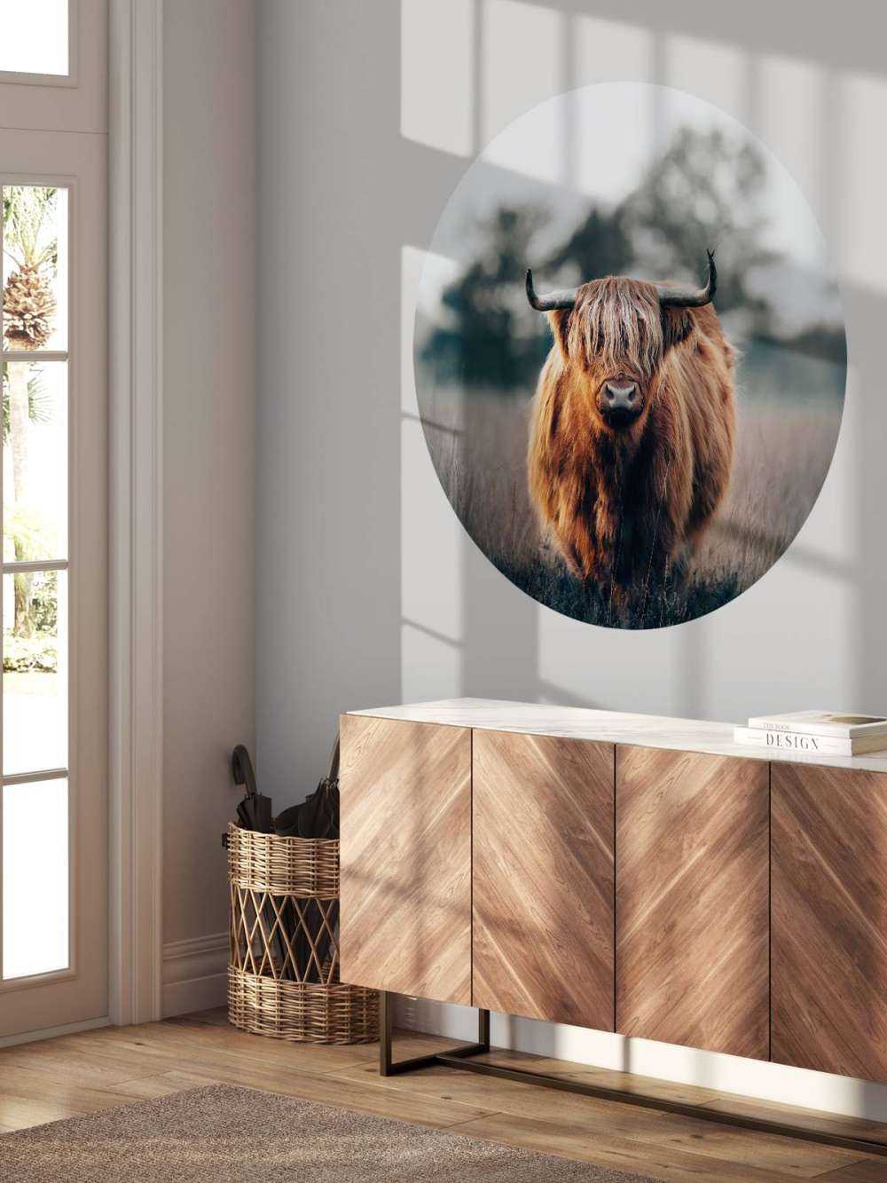 Ritratto di bovini delle Highlands