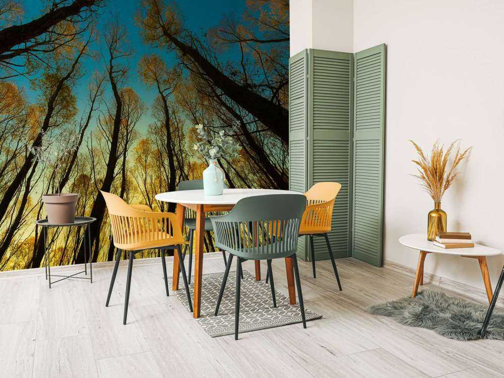 L'alba tra alberi ad alto fusto