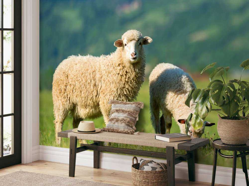 Due pecore al pascolo