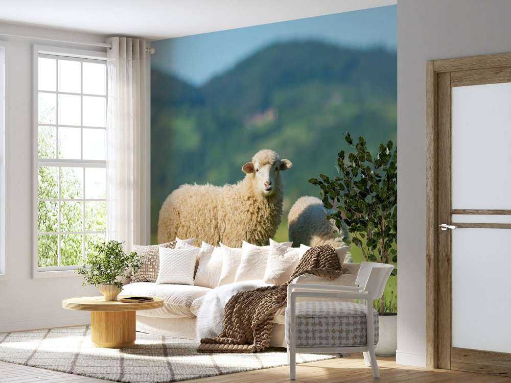 Due pecore al pascolo