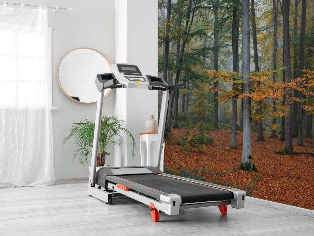 Colori autunnali nella foresta nebbiosa