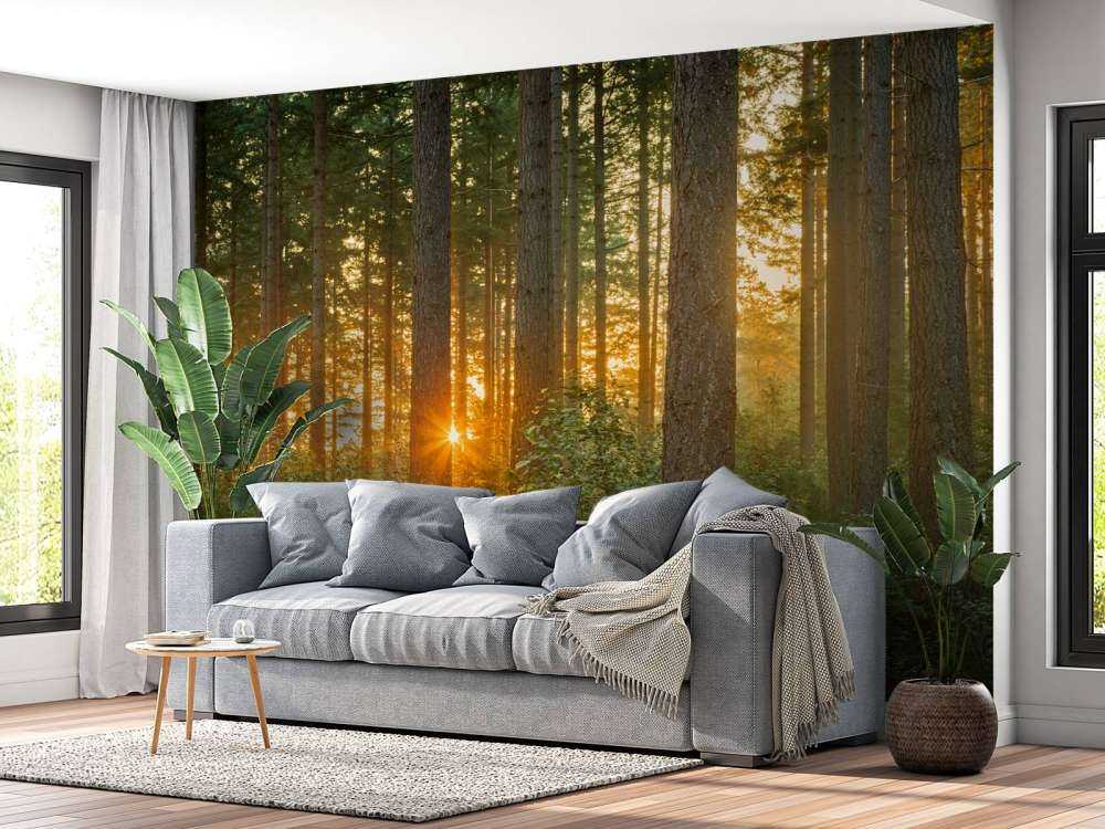 Raggi di sole in una foresta di conifere