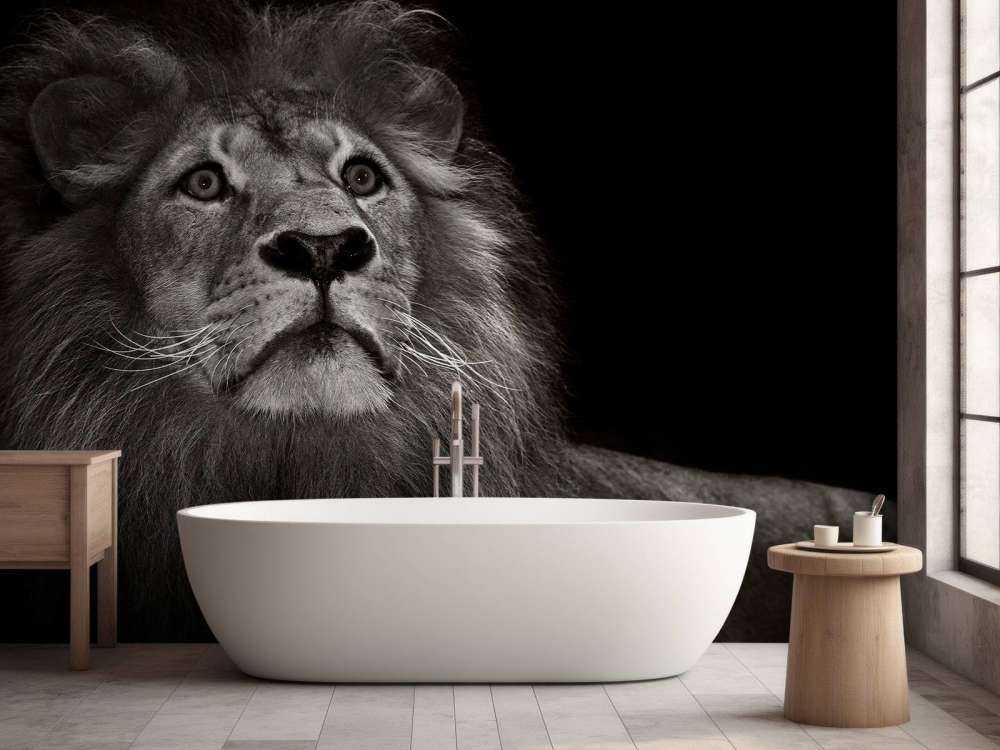 Leone su sfondo nero