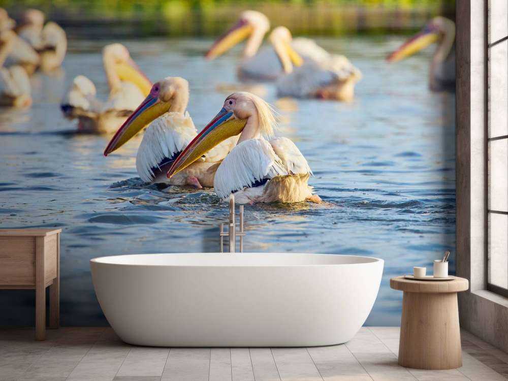 Pellicani in libertà