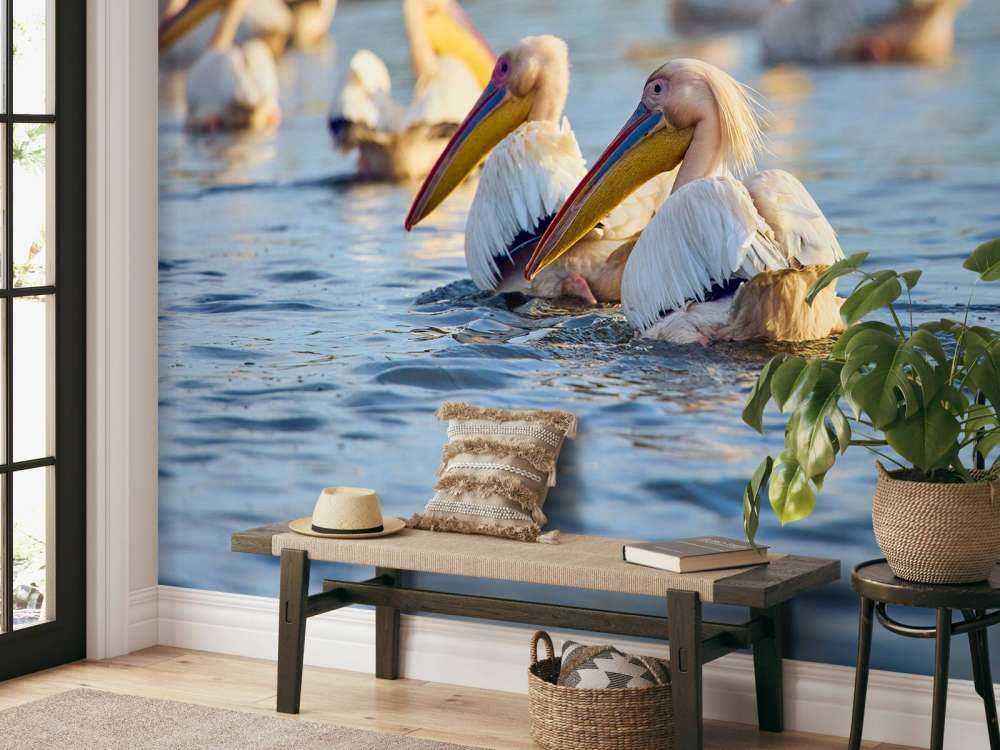 Pellicani in libertà