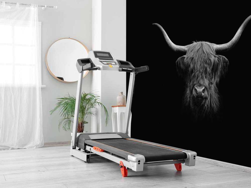 Highlander scozzese in bianco e nero