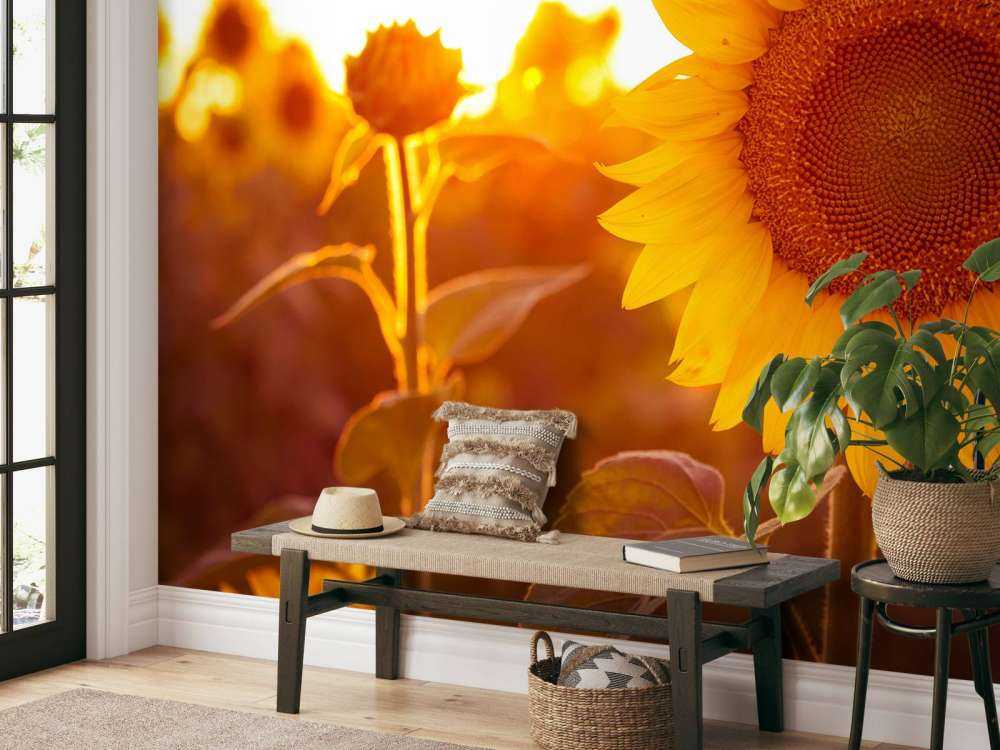 Campo di girasole caldo