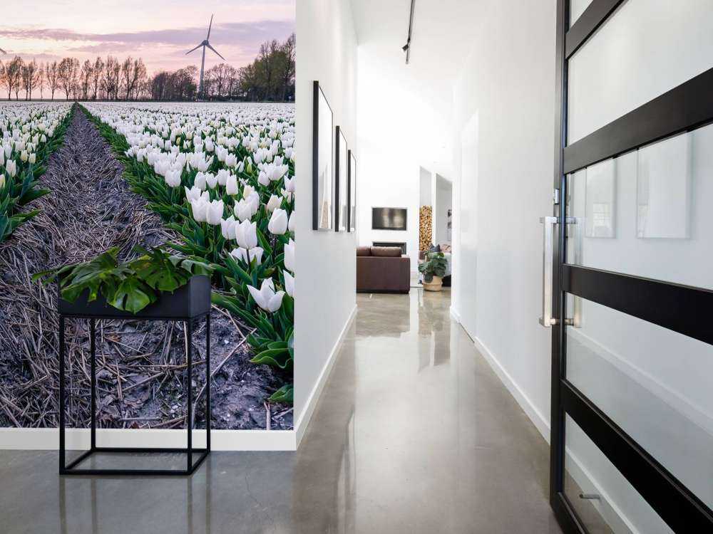 Campo di tulipani bianchi